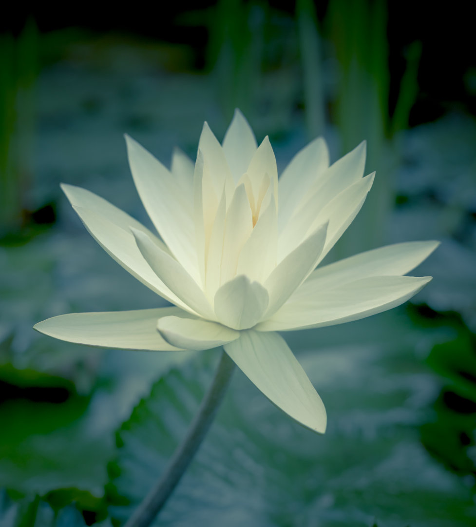 Lotus1.jpg
