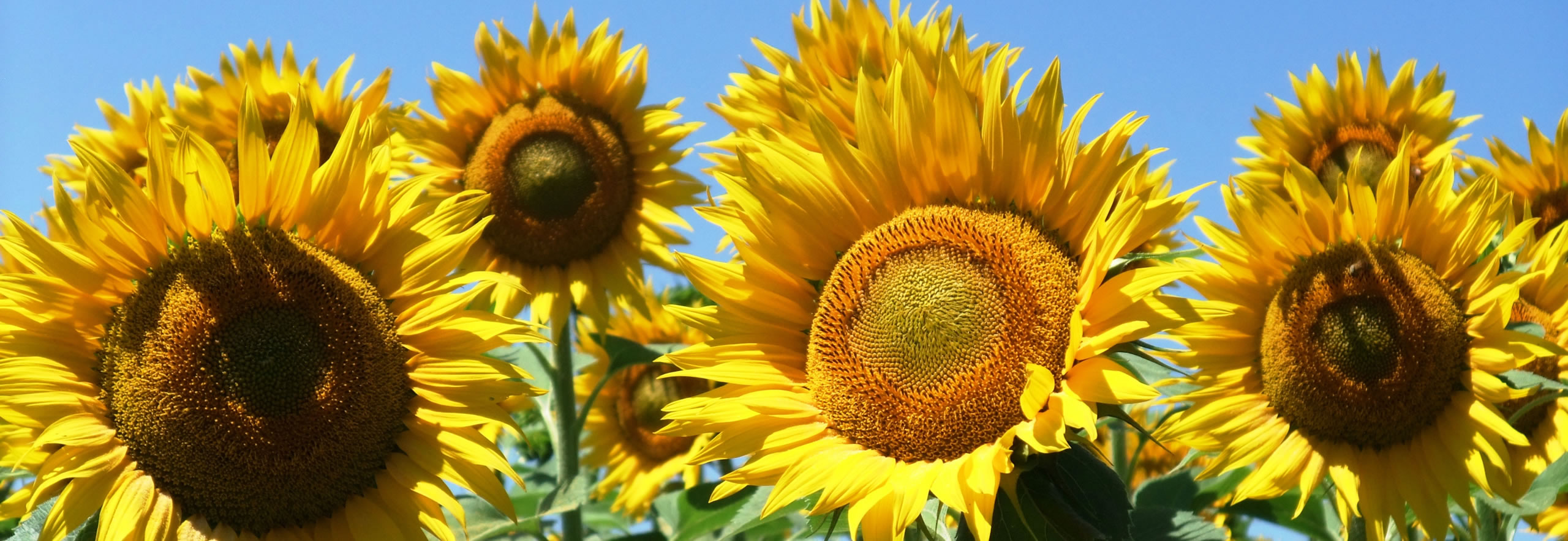 Header afbeelding