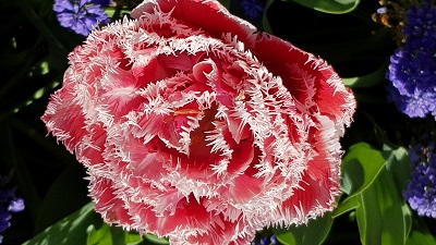 Roze wittte bloem